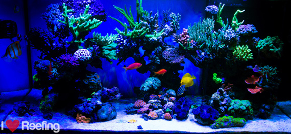 Fulltank_Reef