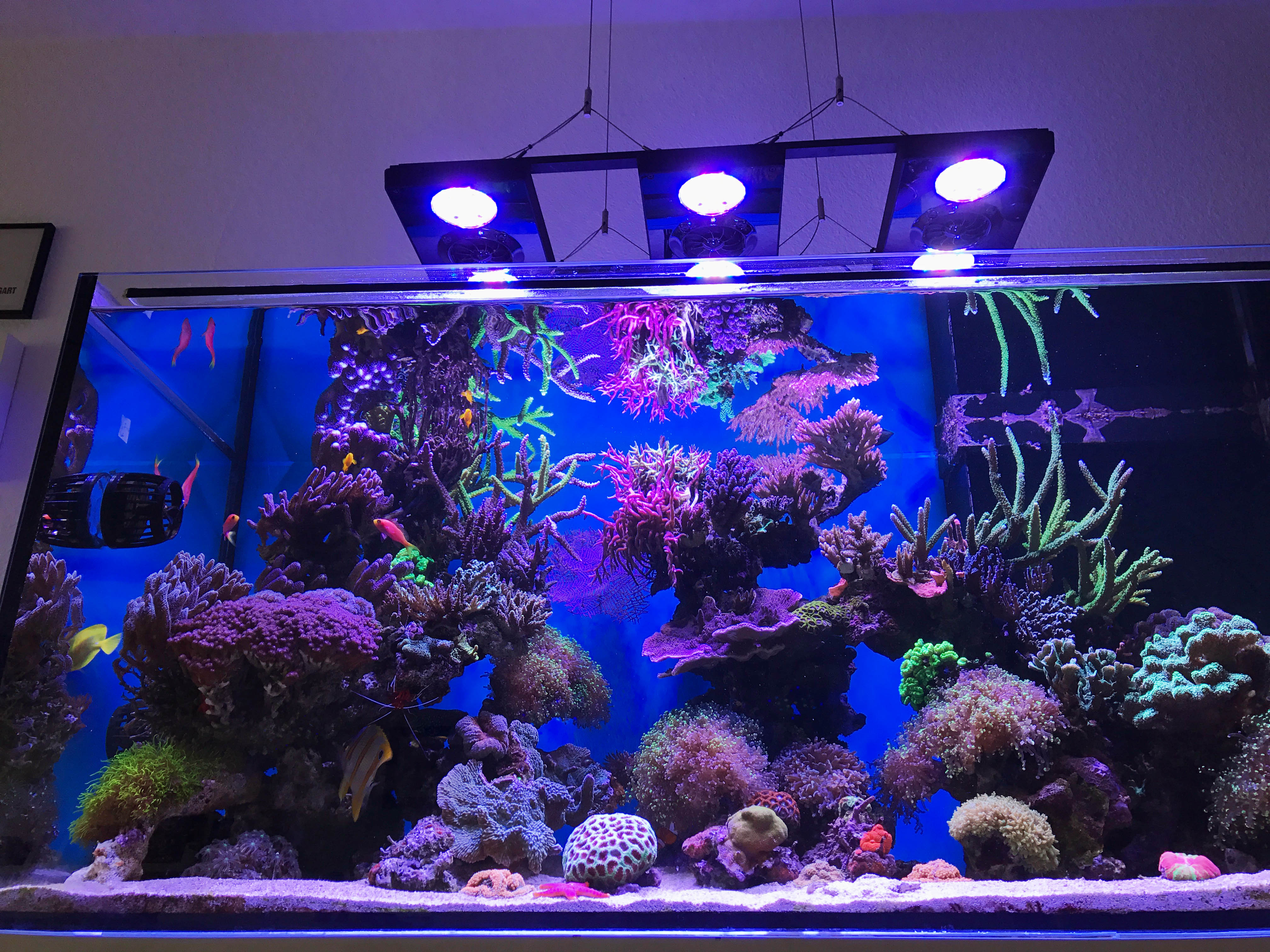 Ecotech Radion Graph Settings I LOVE REEFING