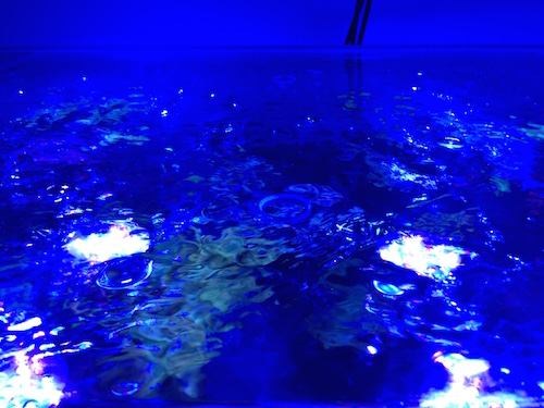 Abdeckung Meerwasser Aquarium