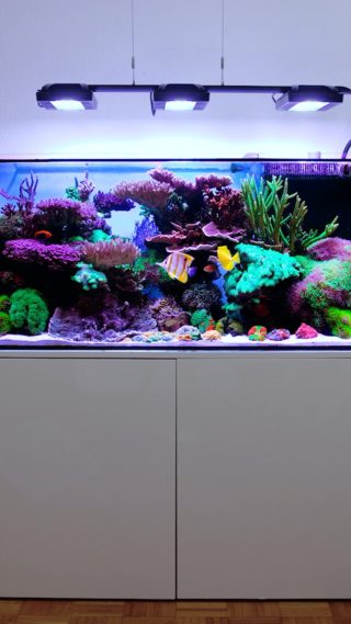 The new silent NYOS skimmer! – I LOVE REEFING